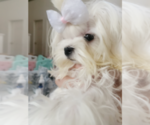 Small Photo #3 Maltese Puppy For Sale in CHINO HILLS, CA, USA