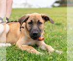 Small #3 Labrador Retriever Mix