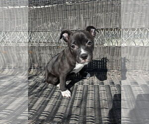 Mutt Dogs for adoption in Holly Springs, NC, USA