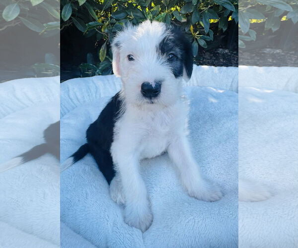 Medium Photo #3 Neapolitan Mastiff-Old English Sheepdog Mix Puppy For Sale in Marina Del Rey, CA, USA