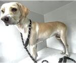 Small #1 Labrador Retriever Mix