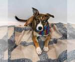 Small #1 Siberian Husky Mix