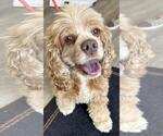 Small #2 Cocker Spaniel