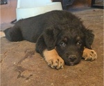 Small Photo #8 Australian Shepherd-Miniature Australian Shepherd Mix Puppy For Sale in MODESTO, CA, USA