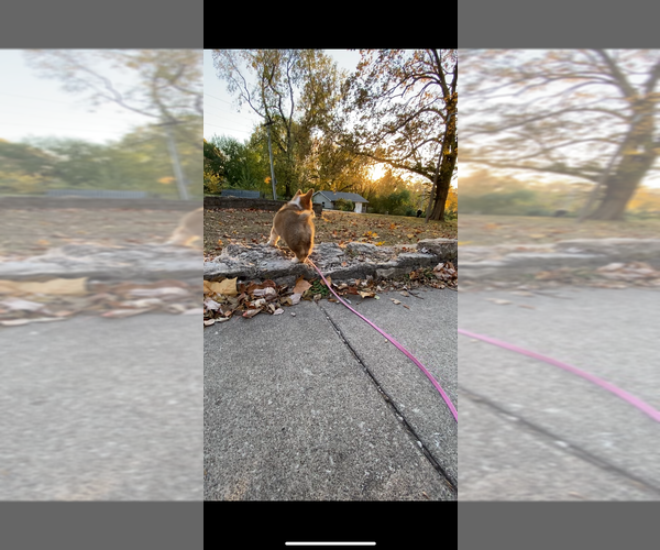 Medium Photo #22 Pembroke Welsh Corgi Puppy For Sale in INDEPENDENCE, MO, USA