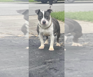 Mother of the American Bully puppies born on 07/29/2022
