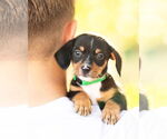 Small #3 Dachshund