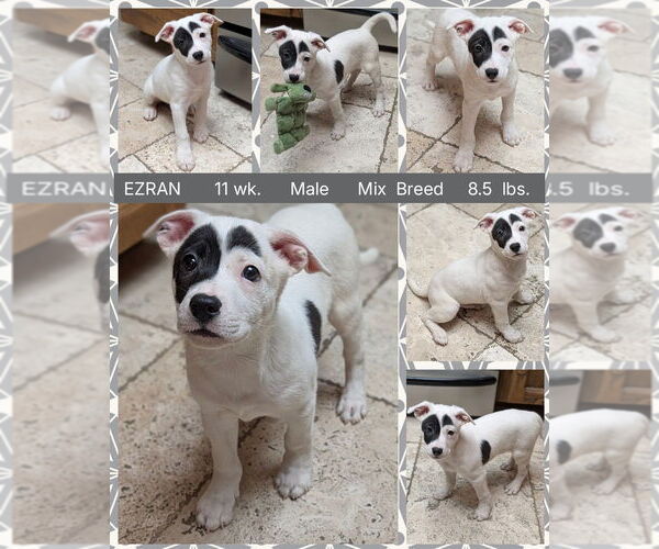 Medium Photo #1 Mutt Puppy For Sale in Mesa, AZ, USA
