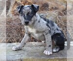 Small Photo #3 Hangin Tree Cowdog-Unknown Mix Puppy For Sale in PARKESBURG, PA, USA