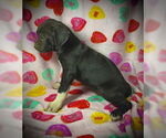 Small #2 Bulldog-Labrador Retriever Mix
