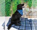 Small #4 Retriever  Mix