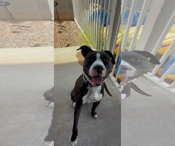 Medium Photo #2 American Pit Bull Terrier-Unknown Mix Puppy For Sale in Chandler, AZ, USA