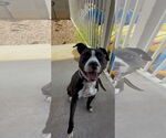 Small #1 American Pit Bull Terrier Mix