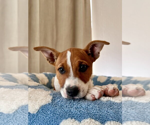 Medium Photo #1 Mutt Puppy For Sale in Dana Point, CA, USA