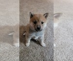 Small #2 Shiba Inu