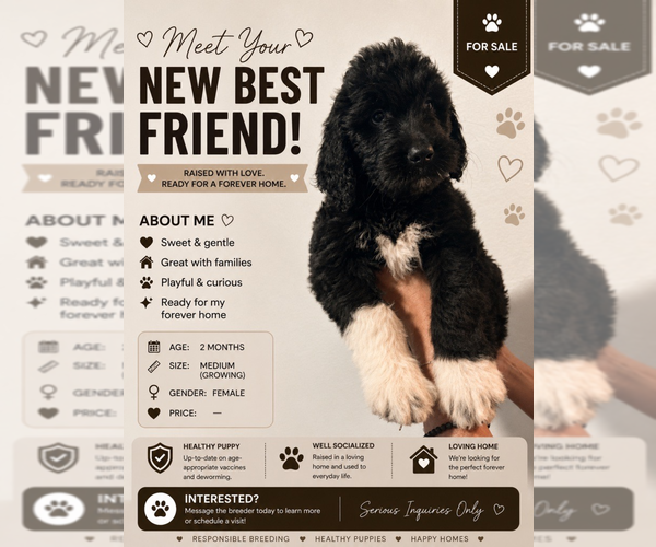 Medium Photo #1 Goldendoodle Puppy For Sale in BEND, OR, USA