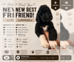 Puppy Moira Goldendoodle