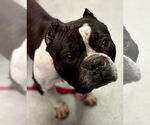 Small #2 English Boston Bulldog