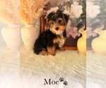 Small #4 YorkiePoo