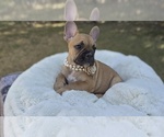 Puppy Peanut French Bulldog