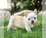 Image preview for Ad Listing. Nickname: Beau