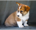 Small Photo #11 Pembroke Welsh Corgi Puppy For Sale in WAKARUSA, IN, USA