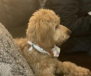Mother of the Goldendoodle (Miniature) puppies born on 07/13/2025