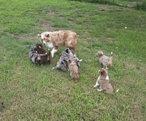 Miniature Australian Shepherd Puppy for sale in EVERTON, MO, USA