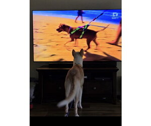 Mina - Female Siberian Husky-Unknown Mix Dog for Adoption - Photo #2