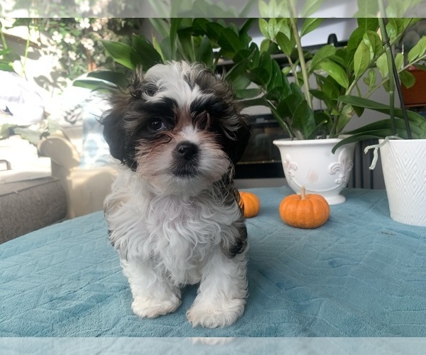 Medium Photo #10 Zuchon Puppy For Sale in RENO, NV, USA