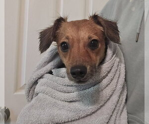 Dachshund-Unknown Mix Dogs for adoption in Columbus, IN, USA