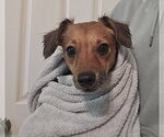 Papa Papi - Male Dachshund-Unknown Mix Dog for Adoption - Small photo