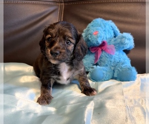 Dachshund Puppy for sale in HUDSON, CO, USA