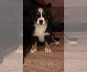 Bernese Mountain Dog Puppy for sale in MILTON, VT, USA