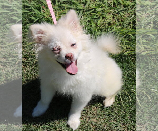 Medium Photo #3 Pomeranian-Unknown Mix Puppy For Sale in Bandera, TX, USA