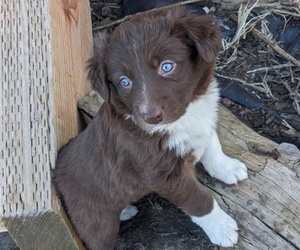 Border Collie Puppy for Sale in HARRISON, Idaho USA
