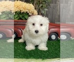 Image preview for Ad Listing. Nickname: Atlas