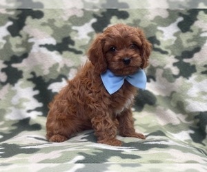 Cavapoo Puppy for sale in LAKELAND, FL, USA