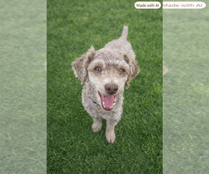 Poodle (Miniature) Dogs for adoption in Pacolet, SC, USA