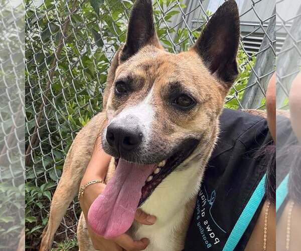 Medium Photo #3 Mutt Puppy For Sale in Raleigh, NC, USA