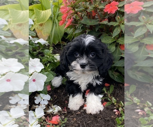 Medium Photo #2 Cavanese Puppy For Sale in CANOGA, NY, USA