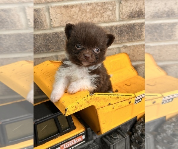 Medium Photo #1 Pomeranian Puppy For Sale in MIDDLEBURY, IN, USA