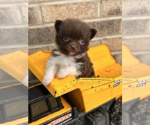 Pomeranian Puppy for sale in MIDDLEBURY, IN, USA