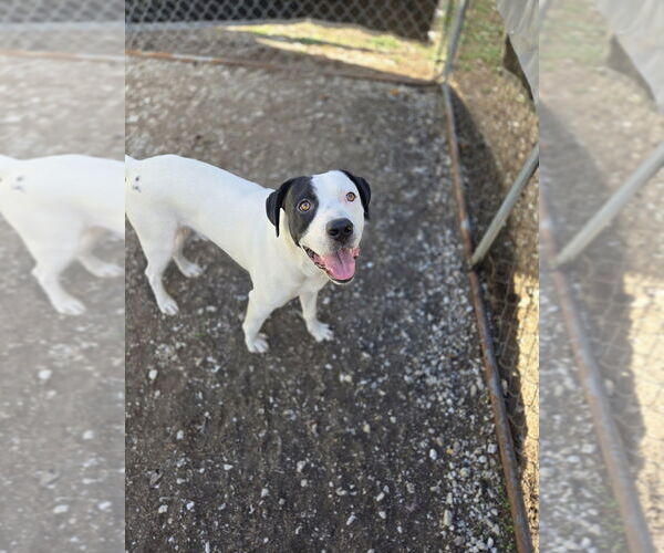 Medium Photo #2 Mutt Puppy For Sale in Crandall, GA, USA