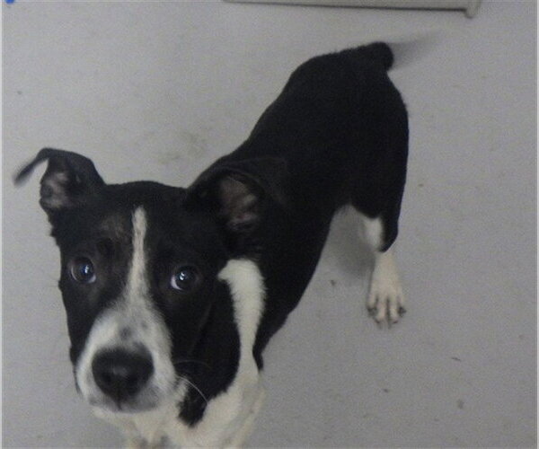 Medium Photo #1 Mutt Puppy For Sale in Augusta, GA, USA