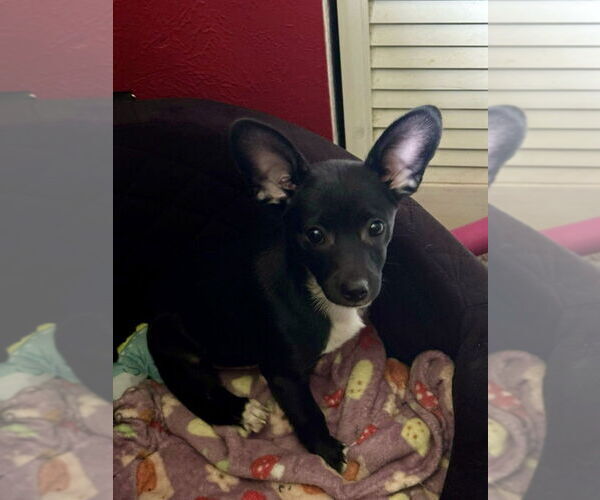 Medium Photo #3 Rat-Cha Puppy For Sale in Oak Bluffs, MA, USA