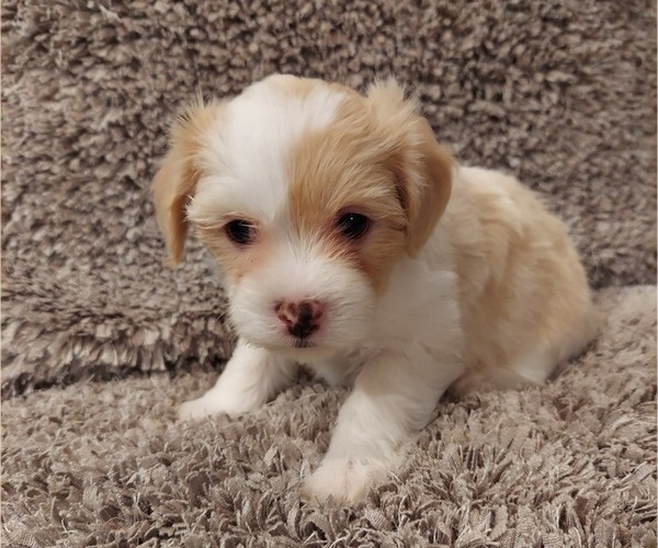 Medium Photo #4 Havanese Puppy For Sale in CRETE, NE, USA