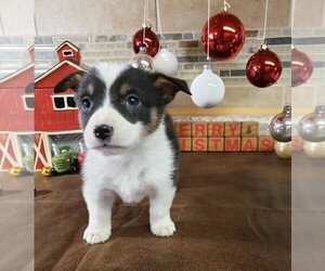 Aussie-Corgi-Pembroke Welsh Corgi Mix Puppy for sale in BRIGGSDALE, CO, USA