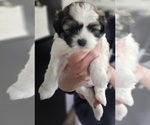 Small Photo #3 Zuchon Puppy For Sale in MANSFIELD, OH, USA