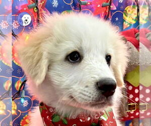 Great Pyrenees Dogs for adoption in Spring, TX, USA
